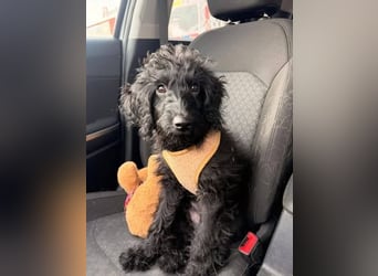 TEO verspielter ca. 5-6 mon. Labradoodle-teenager sucht Familie