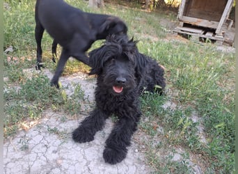 AMOR ca. 2 J. Labradoodlerüde , unsicher ,ideal als 2.Hund