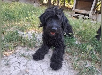 AMOR ca. 2 J. Labradoodlerüde , unsicher ,ideal als 2.Hund