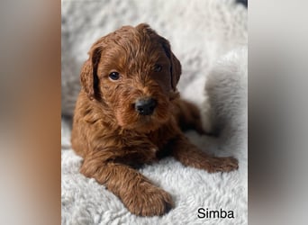 Labradoodle  apricot