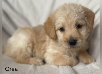 Labradoodle  apricot