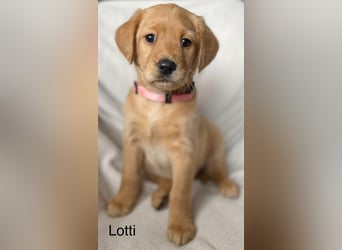 Labradoodle  apricot