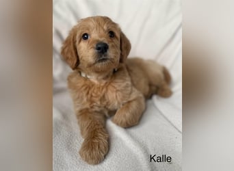 Labradoodle  apricot