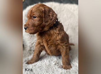 Labradoodle  apricot