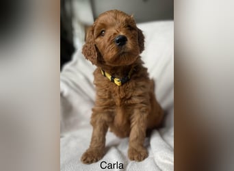 Labradoodle  apricot