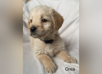 Labradoodle  apricot