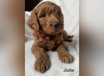 Labradoodle  apricot