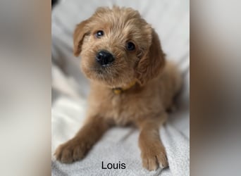 Labradoodle  apricot