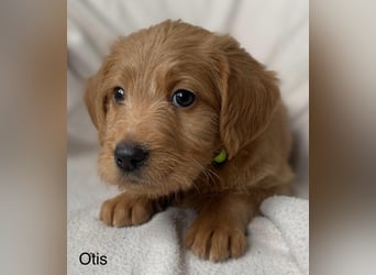 Labradoodle  apricot