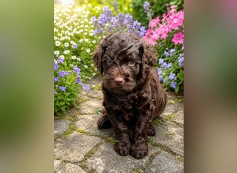 Leopard Labradoodle F1  Welpen