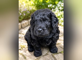 Leopard Labradoodle F1  Welpen