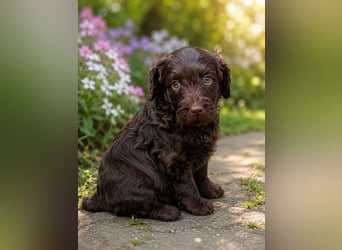 Leopard Labradoodle F1  Welpen ab 01.August abzugeben