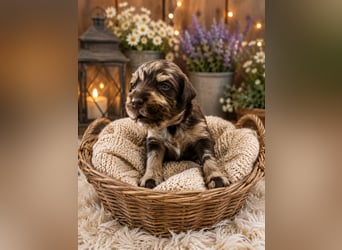 Leopard Labradoodle F1  Welpen