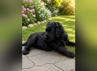 Leopard Labradoodle F1  Welpen ab 01.August abzugeben