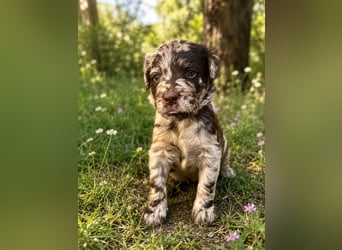 Leopard Labradoodle F1  Welpen