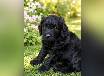 Leopard Labradoodle F1  Welpen ab 01.August abzugeben