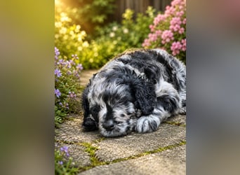 Leopard Labradoodle F1  Welpen