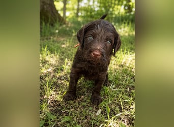 Leopard Labradoodle F1  Welpen