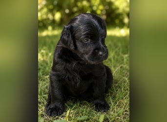 Leopard Labradoodle F1  Welpen