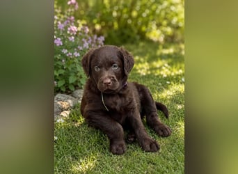 Leopard Labradoodle F1  Welpen ab 01.August abzugeben
