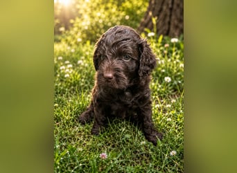 Leopard Labradoodle F1  Welpen