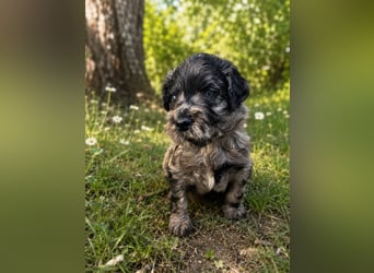 Leopard Labradoodle F1  Welpen