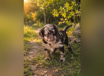 Leopard Labradoodle F1  Welpen