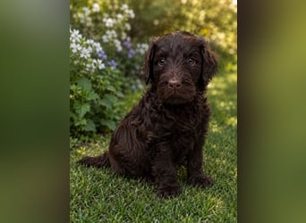 Leopard Labradoodle F1  Welpen ab 01.August abzugeben