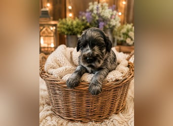Leopard Labradoodle F1  Welpen