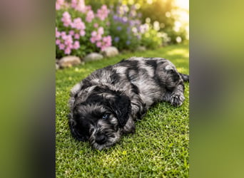 Leopard Labradoodle F1  Welpen ab 01.August abzugeben