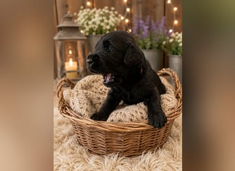 Leopard Labradoodle F1  Welpen