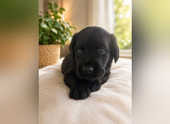 Leopard Labradoodle F1  Welpen