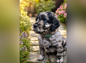 Leopard Labradoodle F1  Welpen