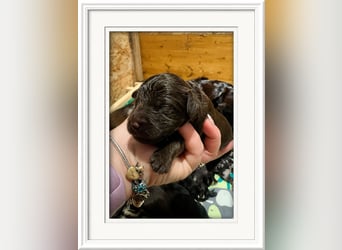 Leopard Labradoodle F1  Welpen