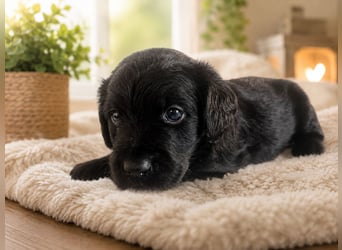 Leopard Labradoodle F1  Welpen