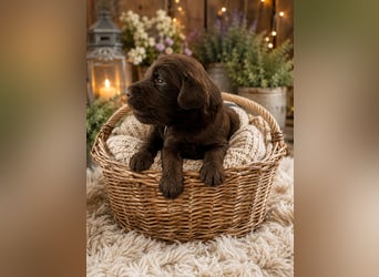 Leopard Labradoodle F1  Welpen