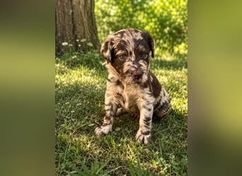 Leopard Labradoodle F1  Welpen