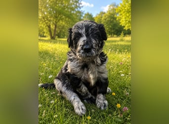 Leopard Labradoodle F1  Welpen