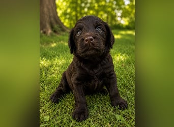 Leopard Labradoodle F1  Welpen