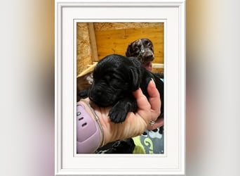 Leopard Labradoodle F1  Welpen