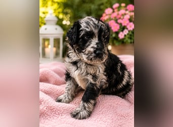 Leopard Labradoodle F1  Welpen