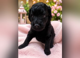 Leopard Labradoodle F1  Welpen