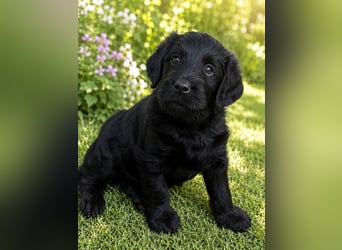 Leopard Labradoodle F1  Welpen ab 01.August abzugeben
