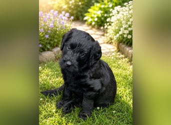 Leopard Labradoodle F1  Welpen