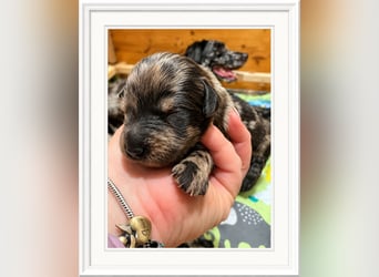 Leopard Labradoodle F1  Welpen