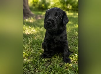 Leopard Labradoodle F1  Welpen