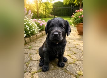 Leopard Labradoodle F1  Welpen