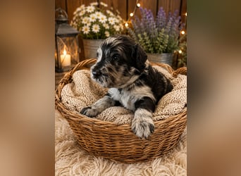 Leopard Labradoodle F1  Welpen