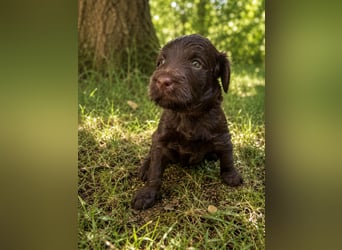 Leopard Labradoodle F1  Welpen
