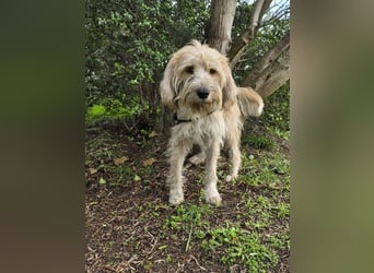 Biondo - DEN will man nicht mehr missen